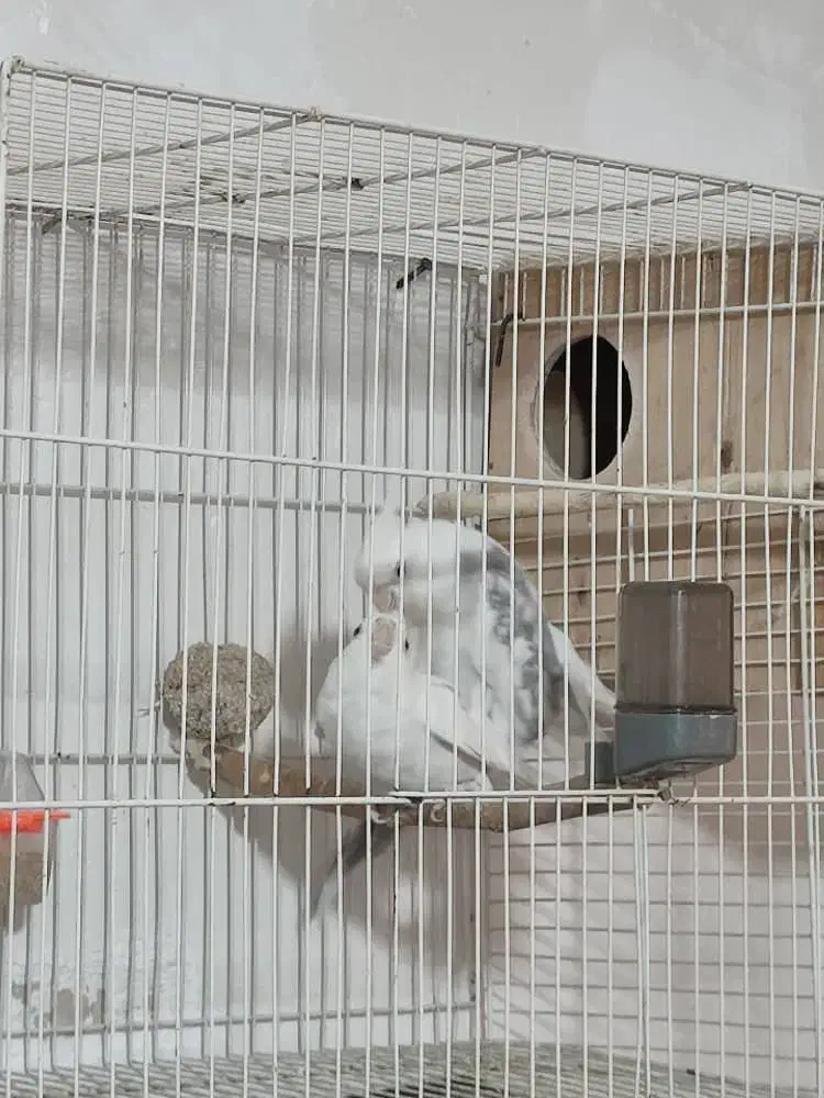 عروس هلندی مولد جفت|پرنده|شیراز, ریاستی|دیوار