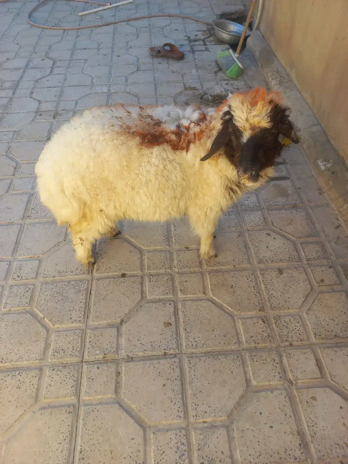 بره نر در ملکشاهی|حیوانات مزرعه|ملکشاهی, |دیوار