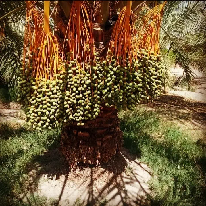 فروش انواع نخل خرما درخت مرکبات|خدمات باغبانی و درختکاری|کاشان, الغدیر|دیوار