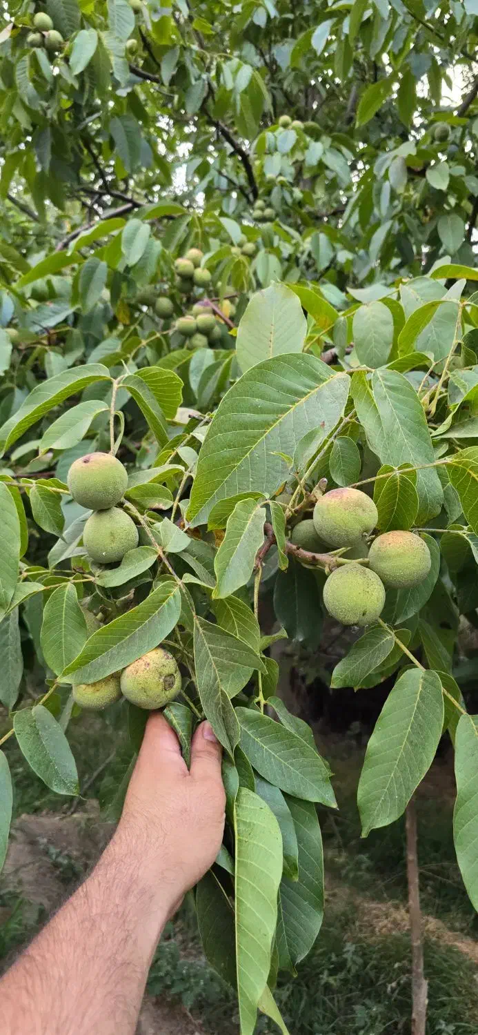 گردو بکار،زندگی پربار بردار|خدمات باغبانی و درختکاری|بانه, |دیوار