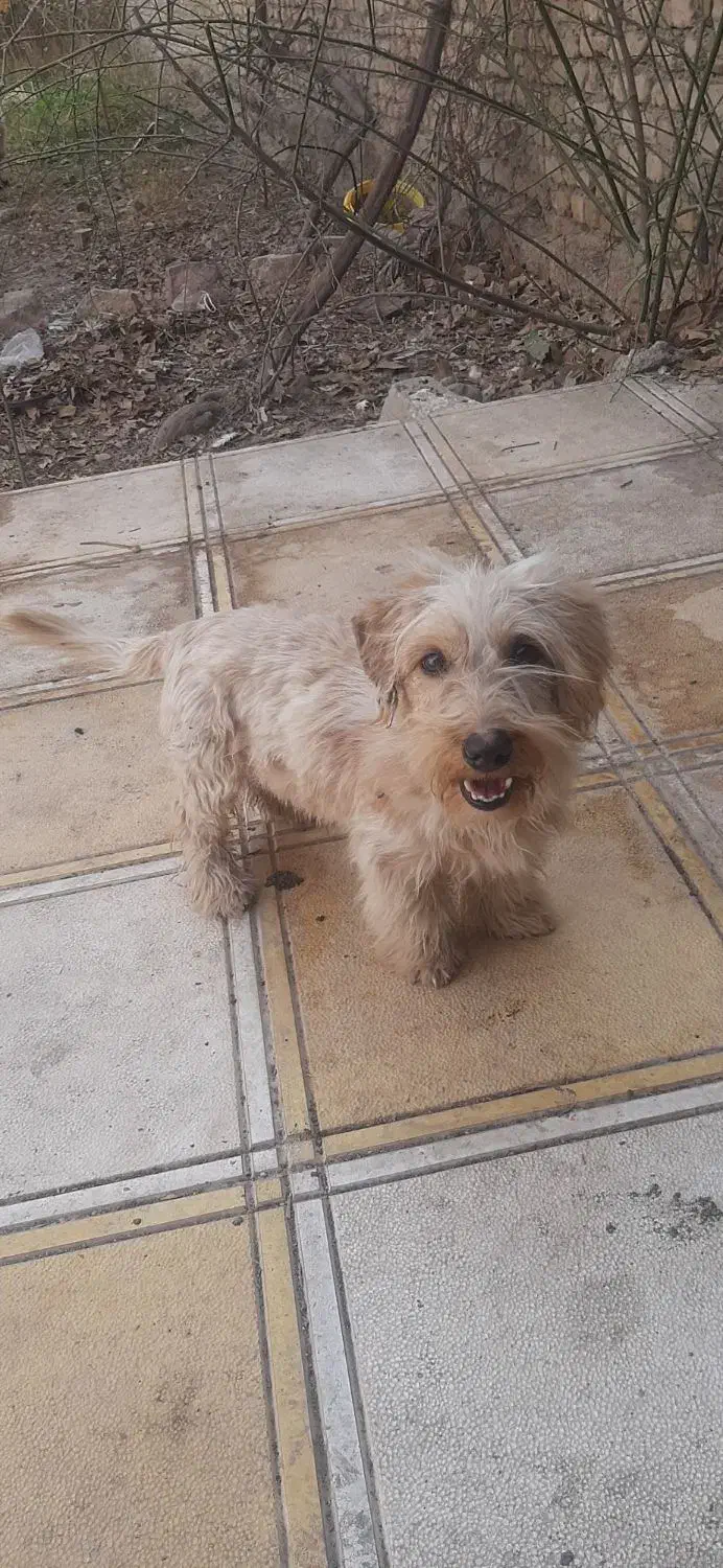 سگ پاکوتاه|سگ|چناران, |دیوار