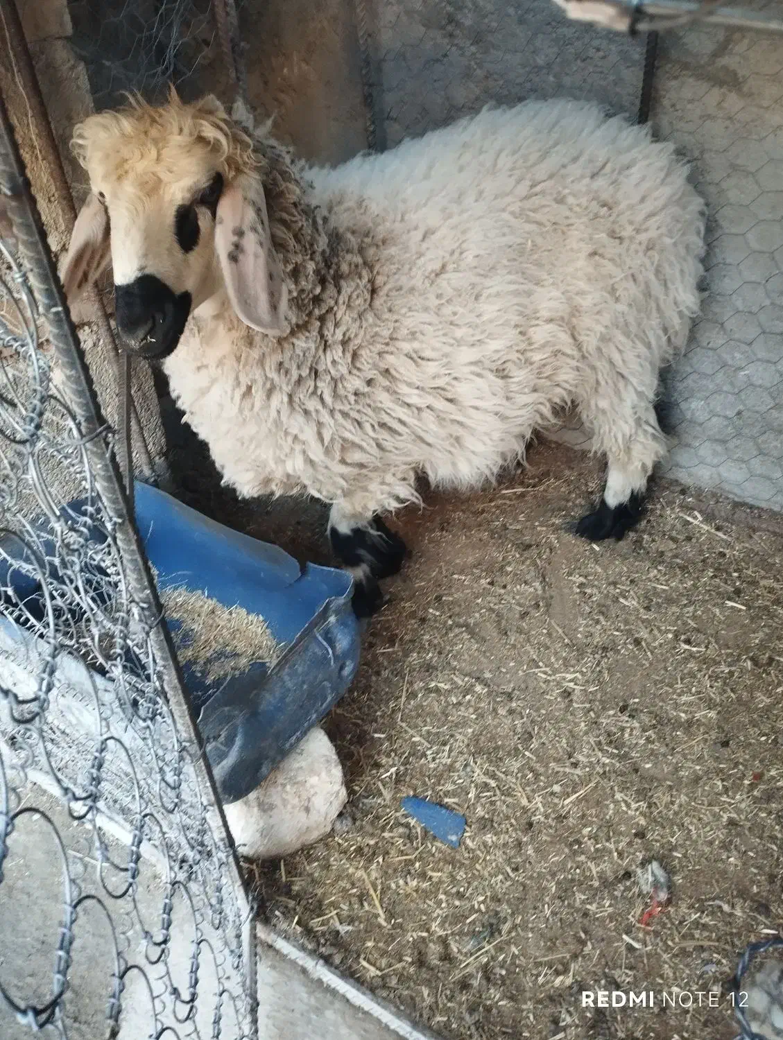 گوسفند|حیوانات مزرعه|سراوان, |دیوار