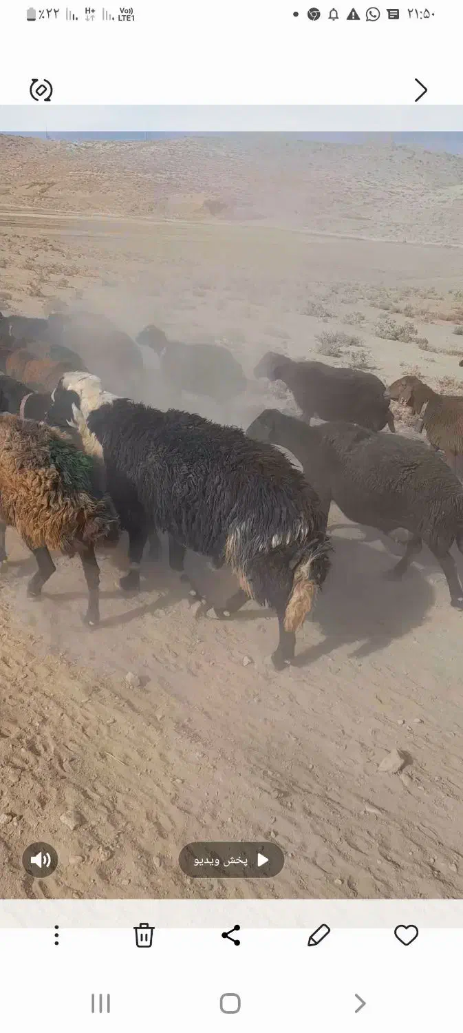 فروش گوسفند|حیوانات مزرعه|داران, |دیوار