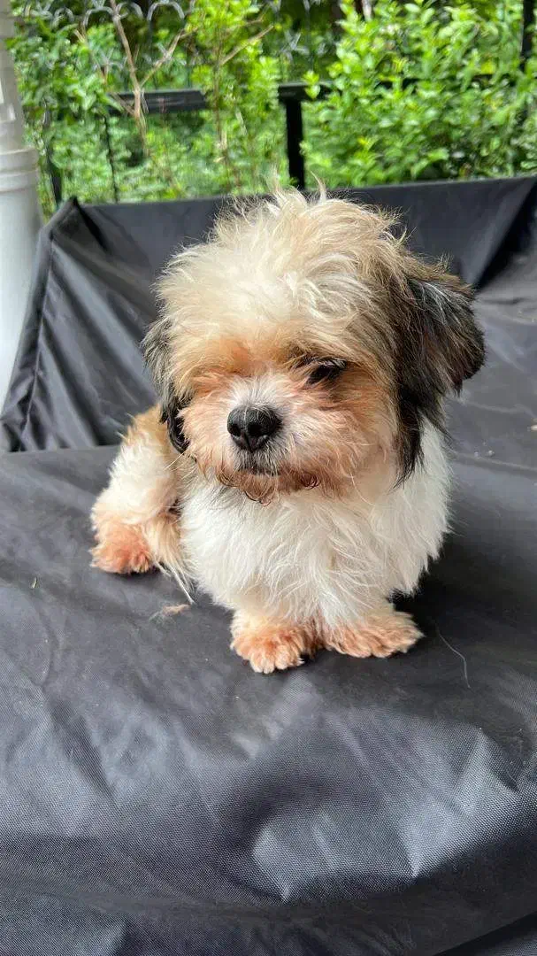 مژدگانی 10میلیون تومان به یابنده سگ گمشده|حیوانات|قیامدشت - خاورشهر, |دیوار