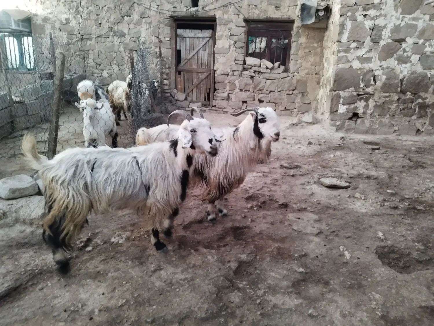 2  بز  و  2 بیگ|حیوانات مزرعه|مسجد سلیمان, |دیوار