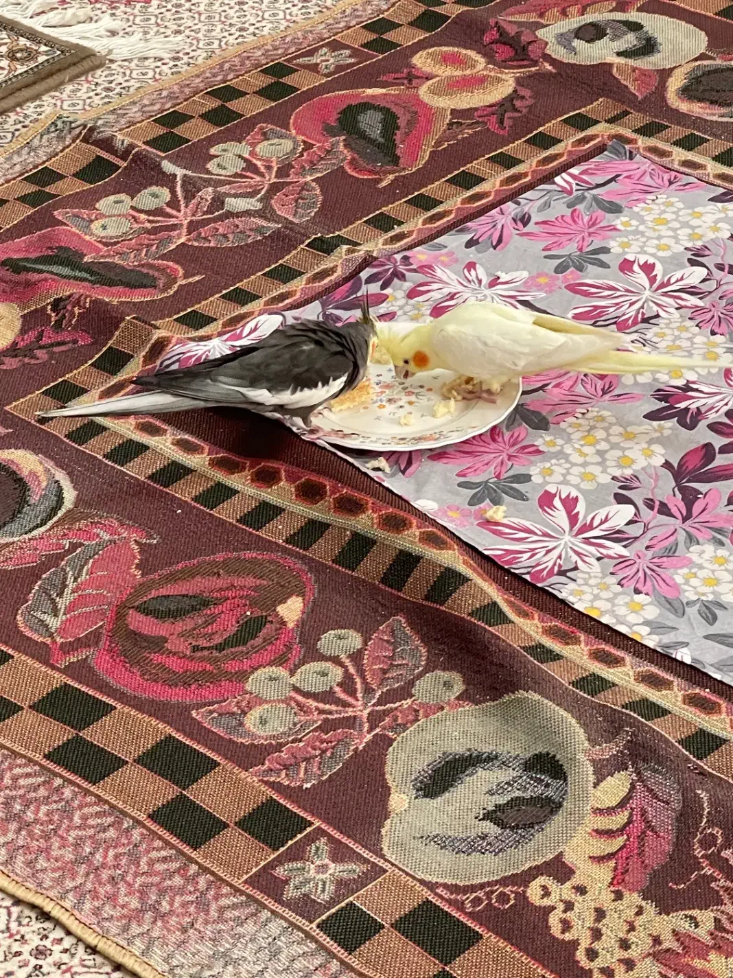 عروس هلندی مولذ|پرنده|آستارا, |دیوار