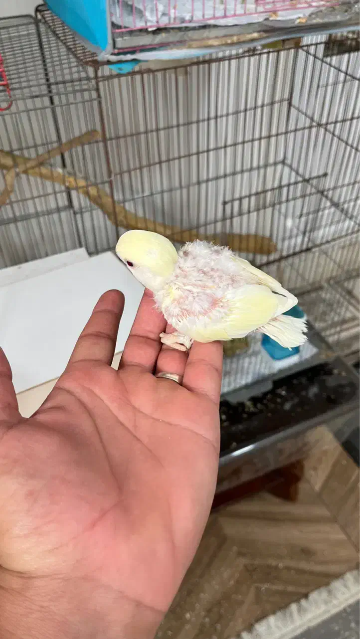 جوجه طوطی کوتوله|پرنده|بم, |دیوار