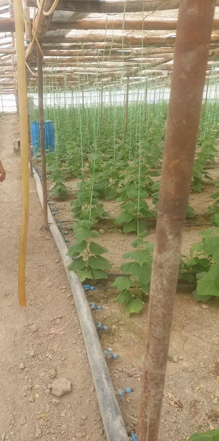 خریدار گلخانه سنتی مشعلی|خدمات باغبانی و درختکاری|تیران, |دیوار