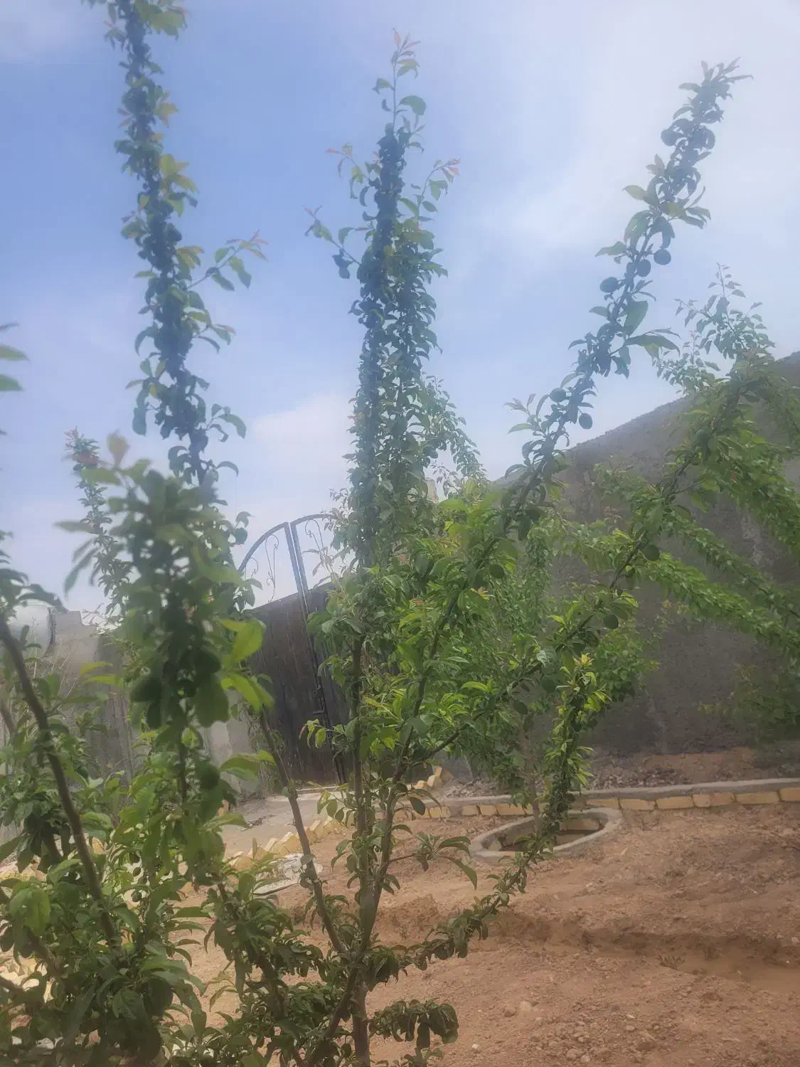 باغ ویلا ۵۰۰ متری|فروش خانه و ویلا|مشهد, درزآب|دیوار