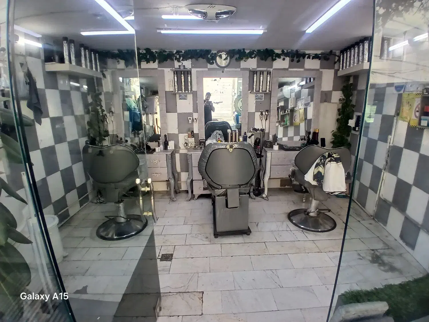 دو عدد گل پتوس|گل و گیاه طبیعی|تهران, شهرک رضویه|دیوار