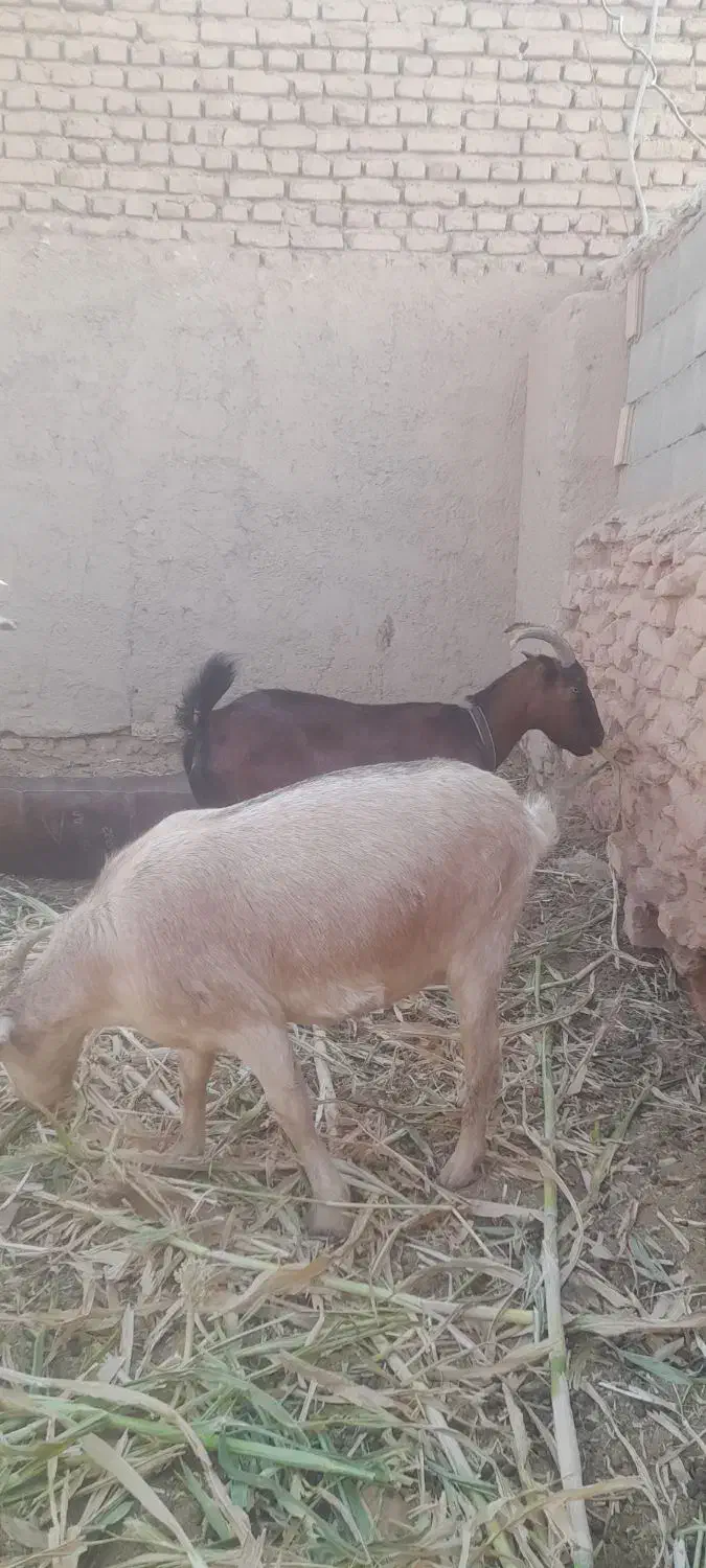 ۱۹عددبزدرگساننوآلپاینفروشی|حیوانات مزرعه|طبس, |دیوار