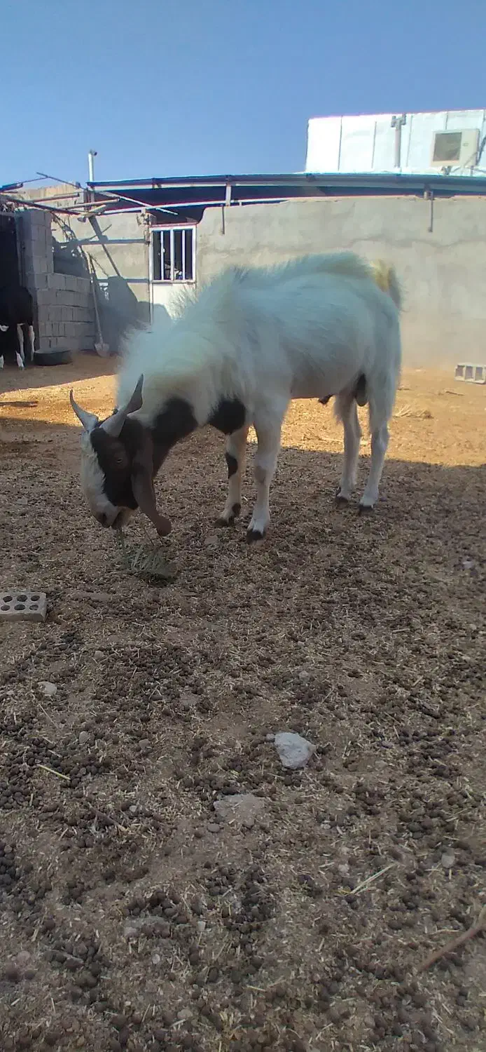 پازن گلابی مخصوص گله وقصابی|حیوانات مزرعه|بندر گناوه, |دیوار