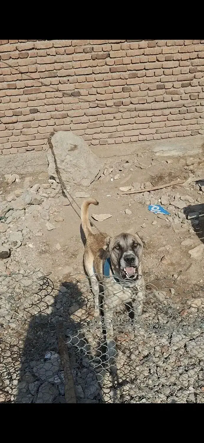 سگ سرابی نگهبان|سگ|اردبیل, |دیوار