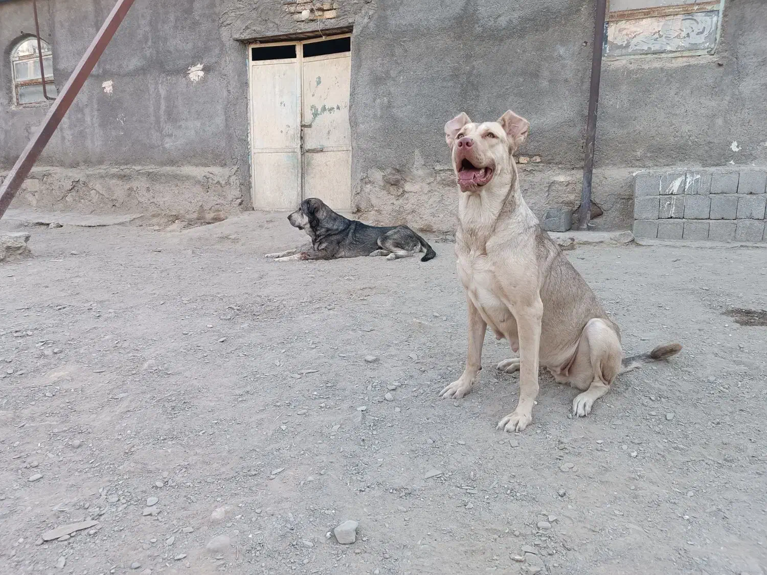 واگذاری سگ پژدر|سگ|مشهد, وکیلآباد|دیوار