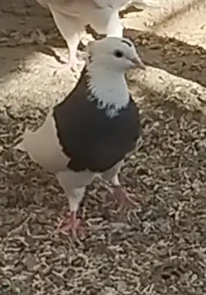 طوقی|پرنده|فامنین, |دیوار