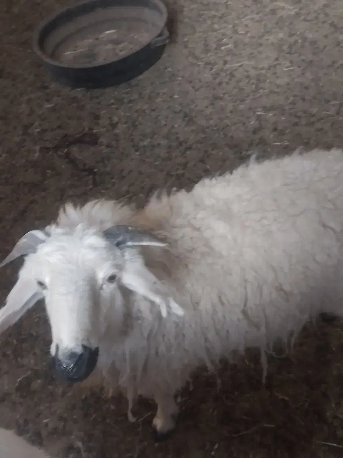 بره نر|حیوانات مزرعه|سرداران, |دیوار