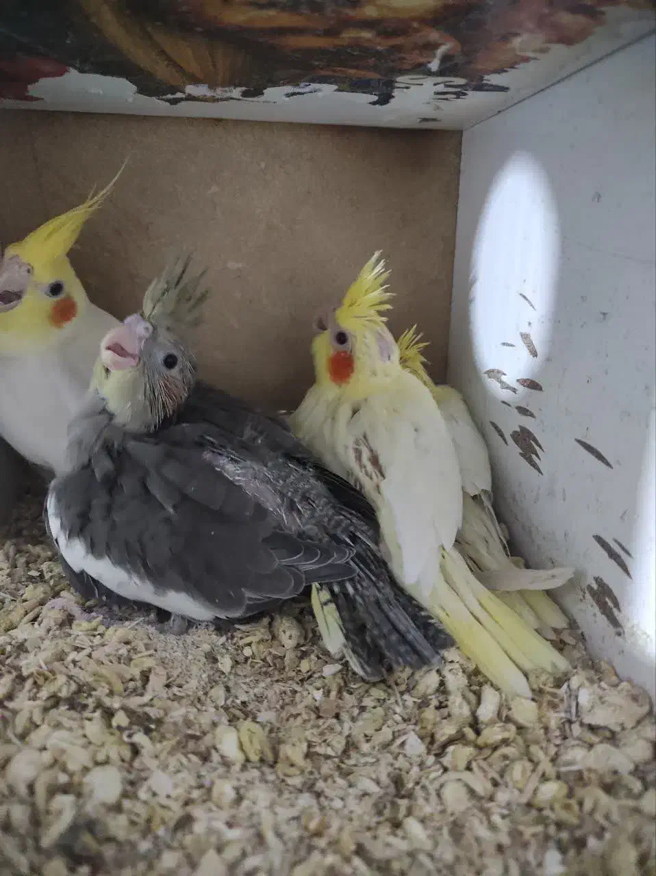 عروس هلندی|پرنده|زیباشهر, |دیوار