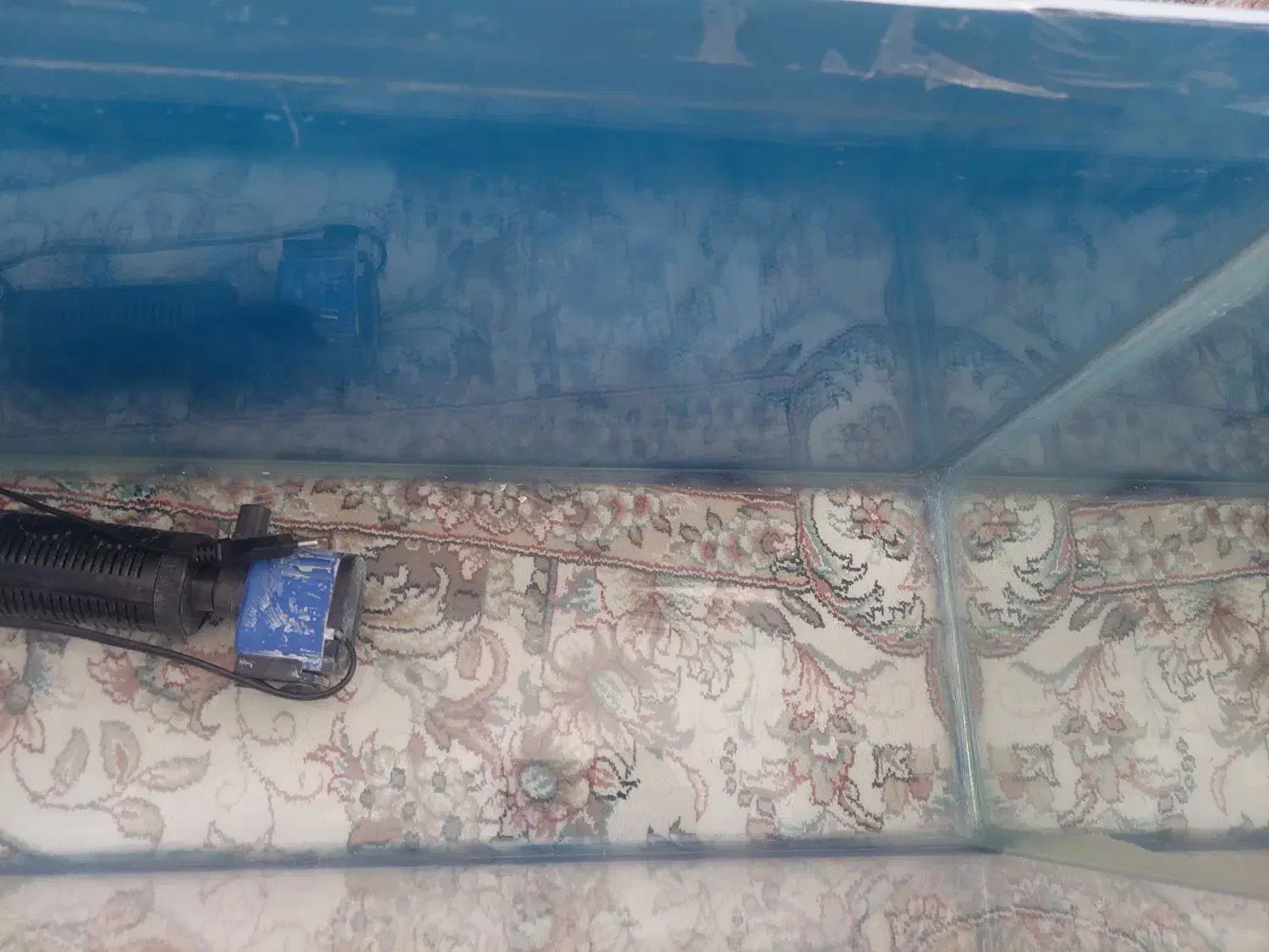 اکواریوم|ماهی|همدان, |دیوار