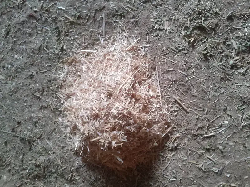 کاه گندم|لوازم جانبی حیوانات|اسفراین, |دیوار