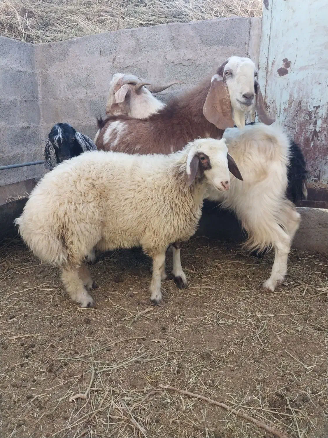 بره و کره چاق گوشتی (جگر و شاخی مجانی)|حیوانات مزرعه|رفسنجان, |دیوار