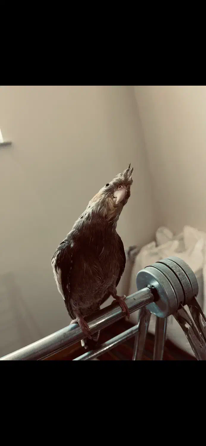 عروس هلندی|پرنده|کرج, اصفهانی‌ها|دیوار