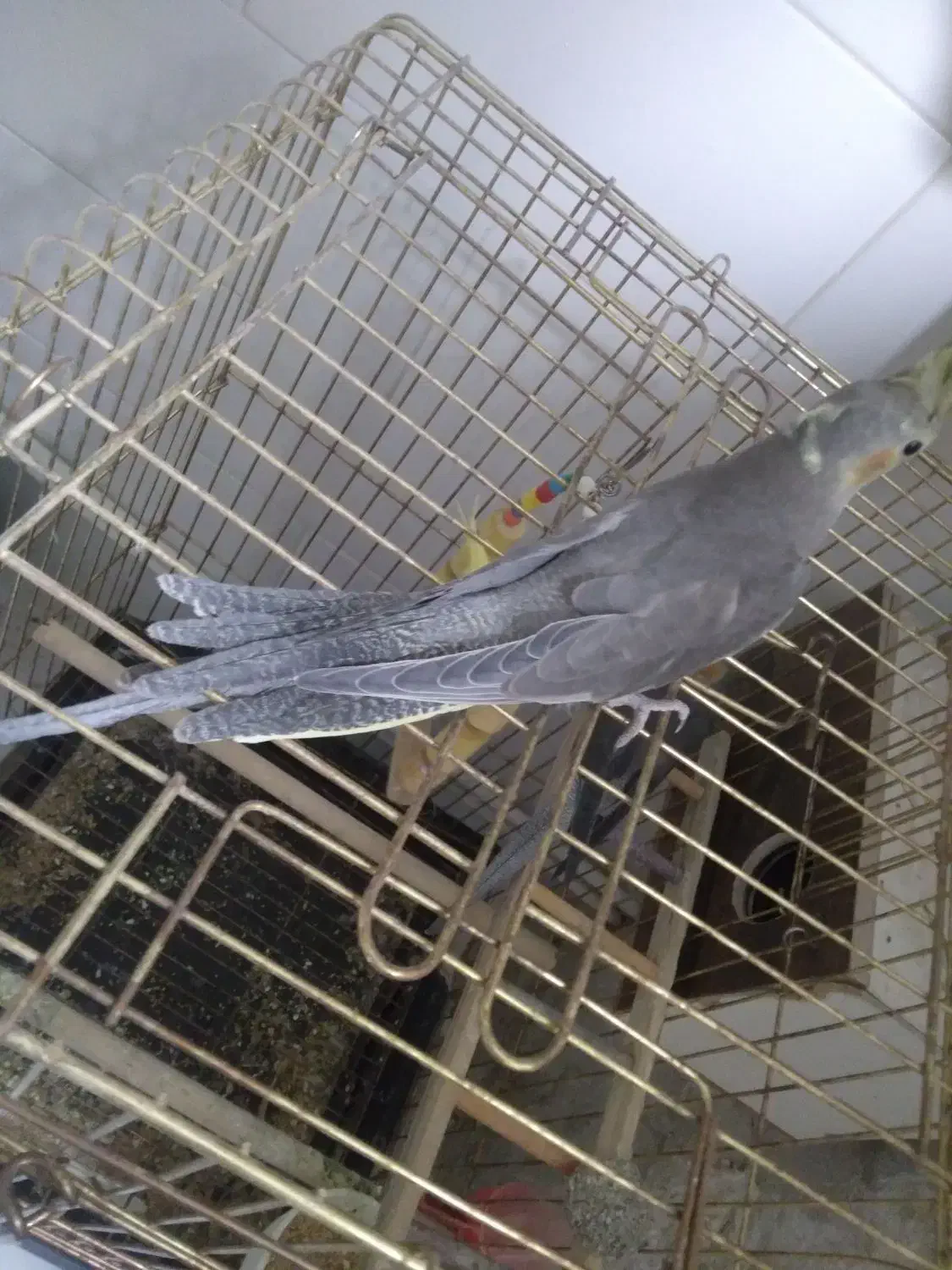 عروس هلندی|پرنده|محمدیه-قزوین, |دیوار