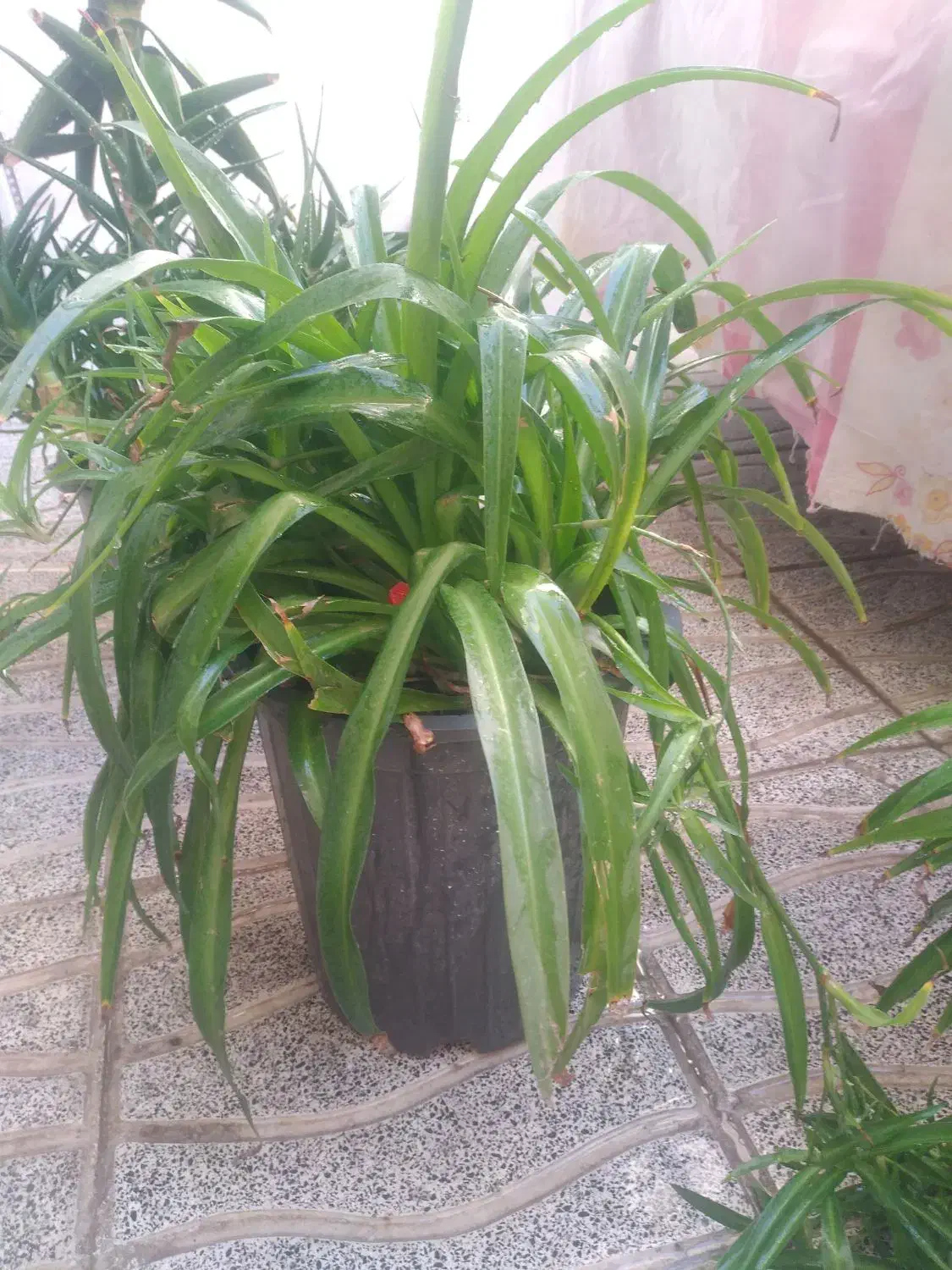 گل طبیعی آلوئه ورا وگل گندمی وسانسوریا|گل و گیاه طبیعی|تبریز, |دیوار