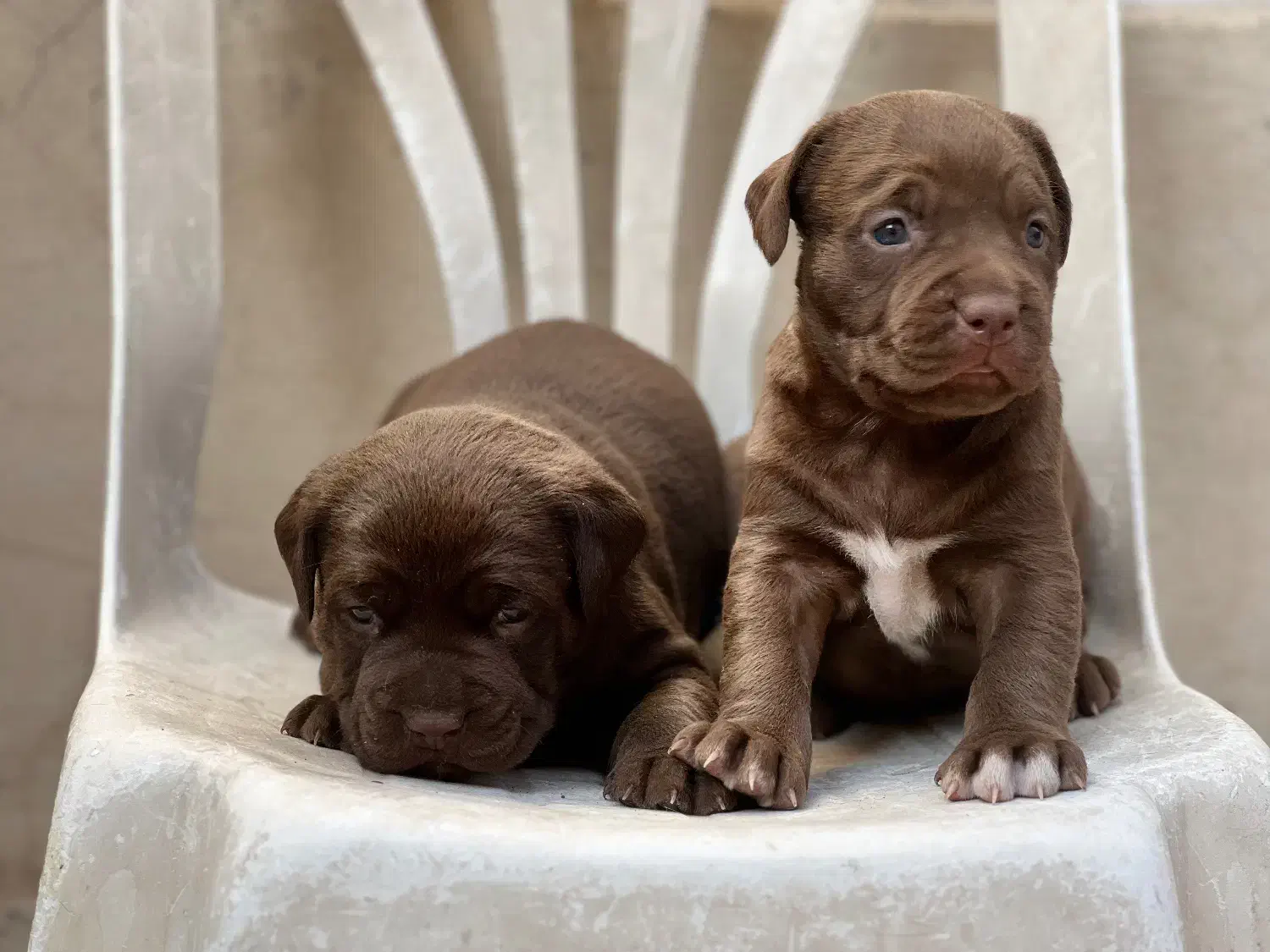 سگ پیتبول بمب|سگ|شیراز, میانرود|دیوار