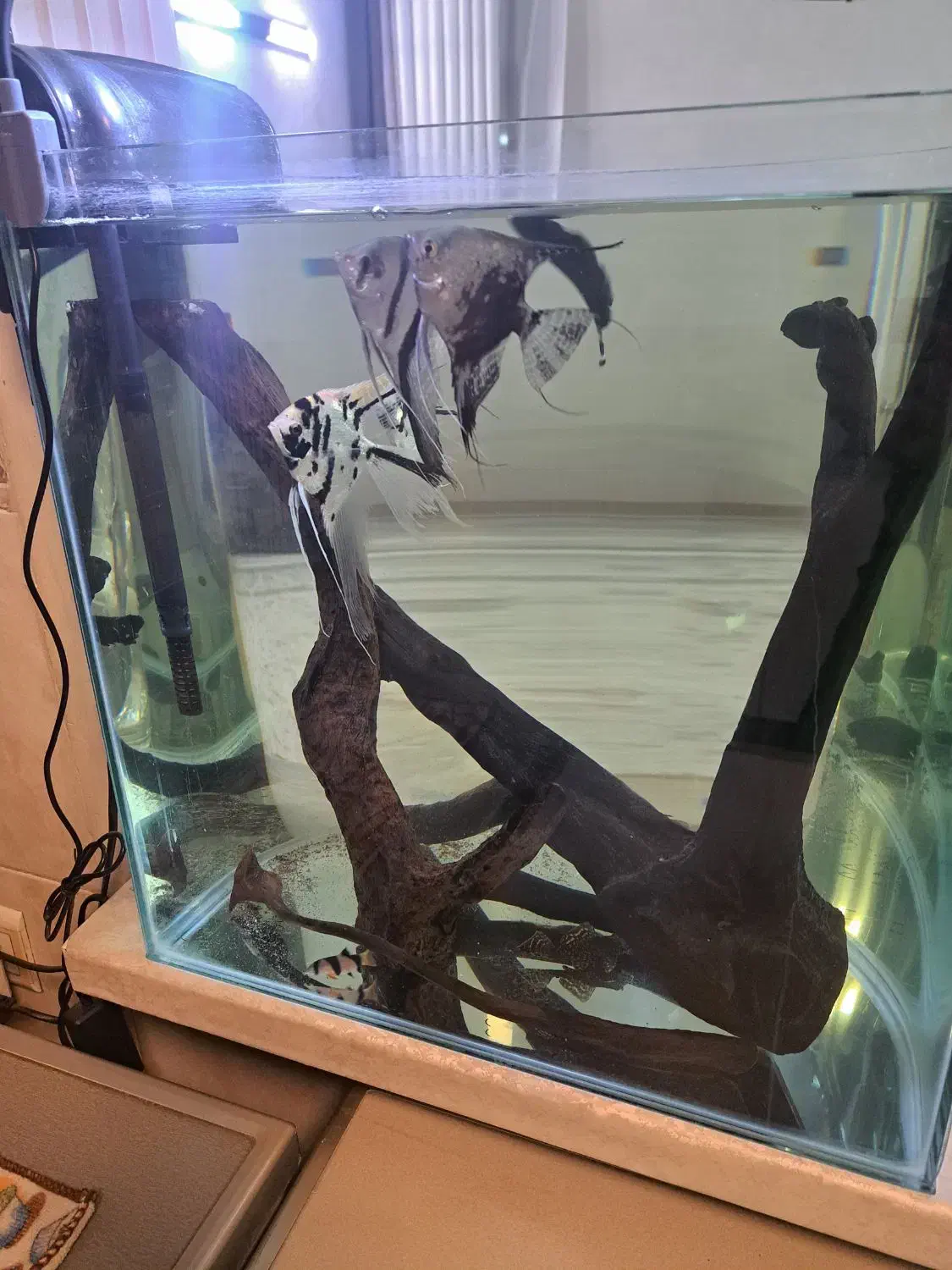 ماهی انجل وغیره..|ماهی|ری, اقدسیه|دیوار