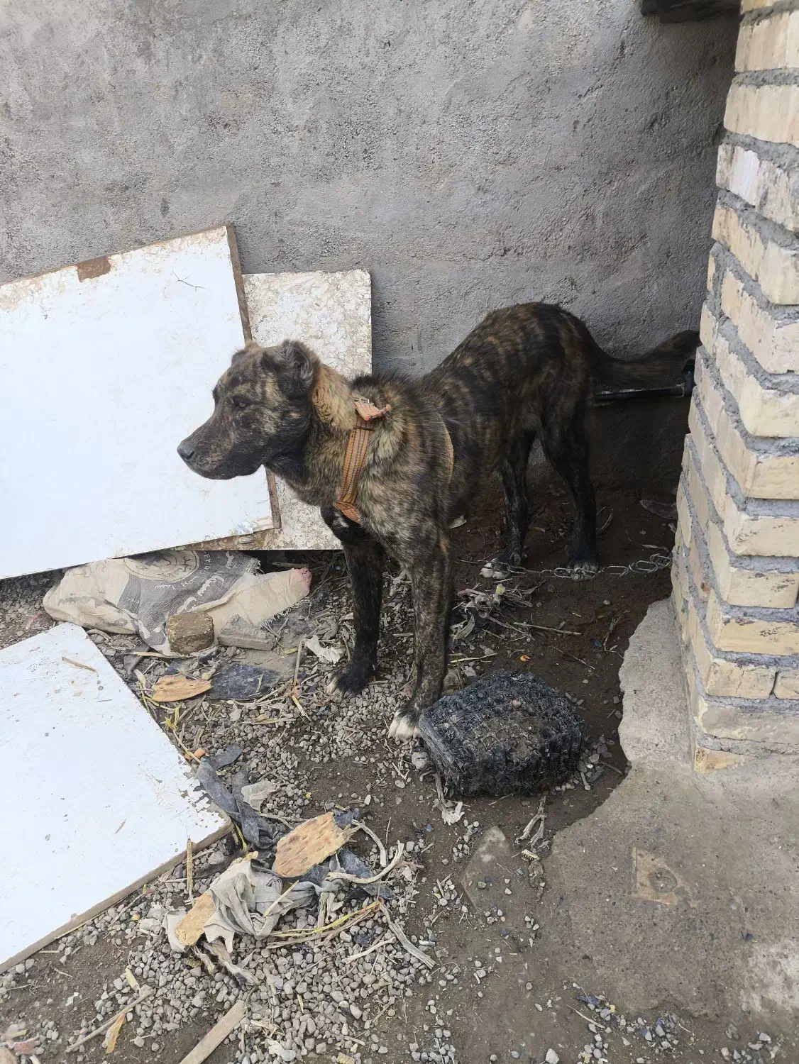 سگ رخ افغانی|سگ|مشهد, مهدی آباد|دیوار