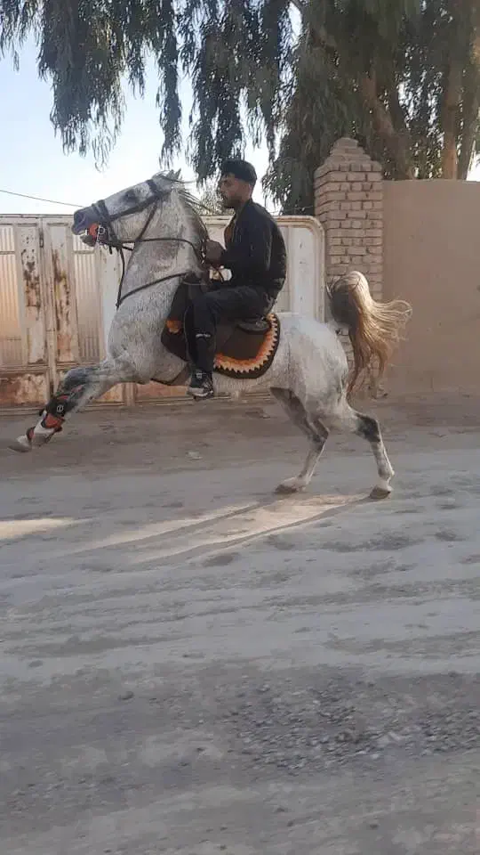 اسب نریان|اسب و تجهیزات اسب‌سواری|زنجان, |دیوار