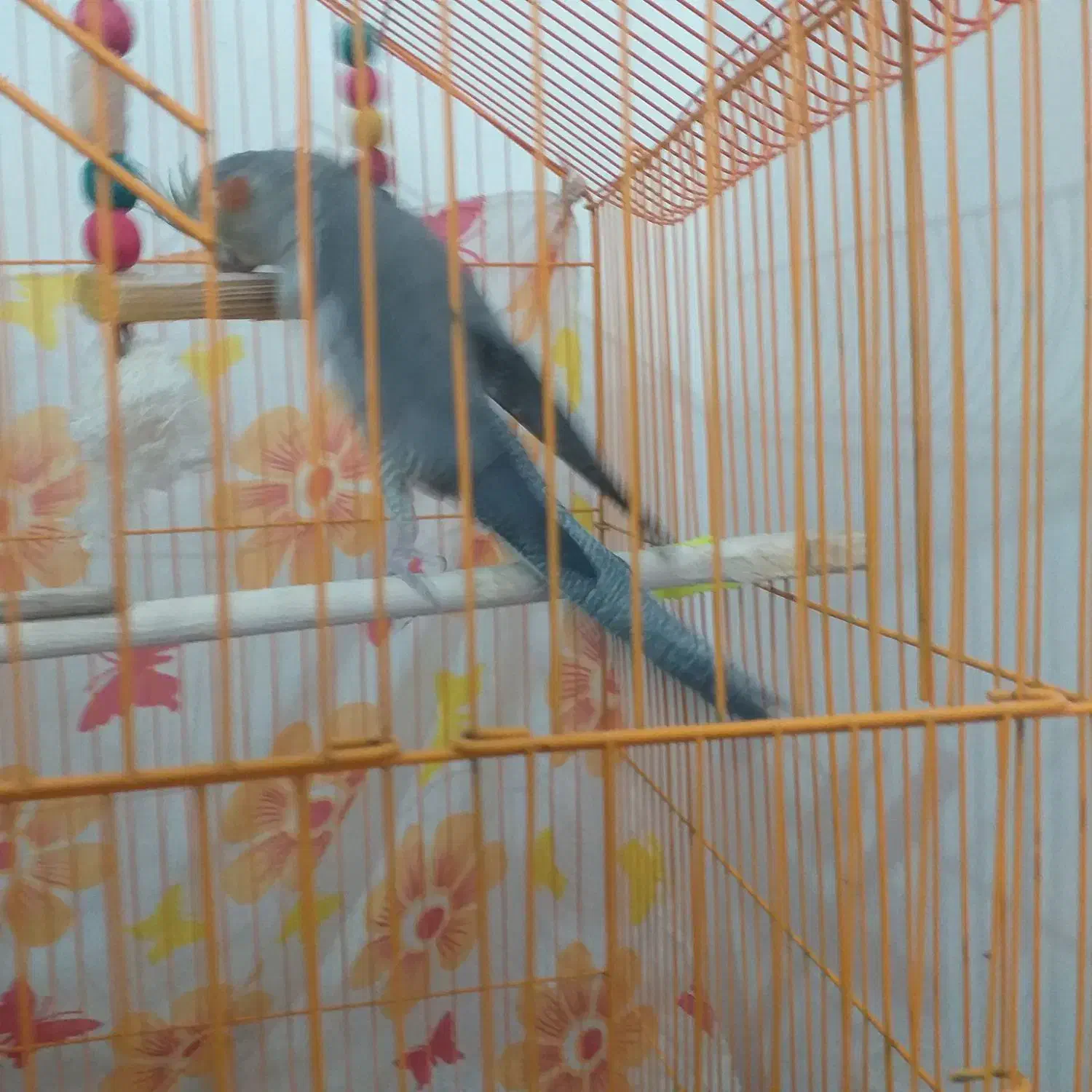 عروس هلندی|پرنده|بجنورد, |دیوار