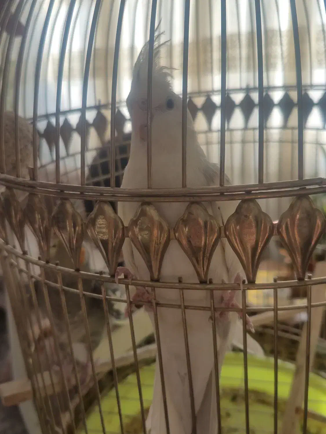 یک عدد عروس هلندی همراه با قفس|پرنده|شیروان (خراسان), |دیوار