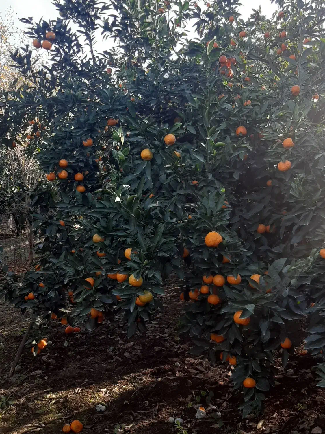 نارنگی روی درخت|خوردنی و آشامیدنی|ساری, |دیوار