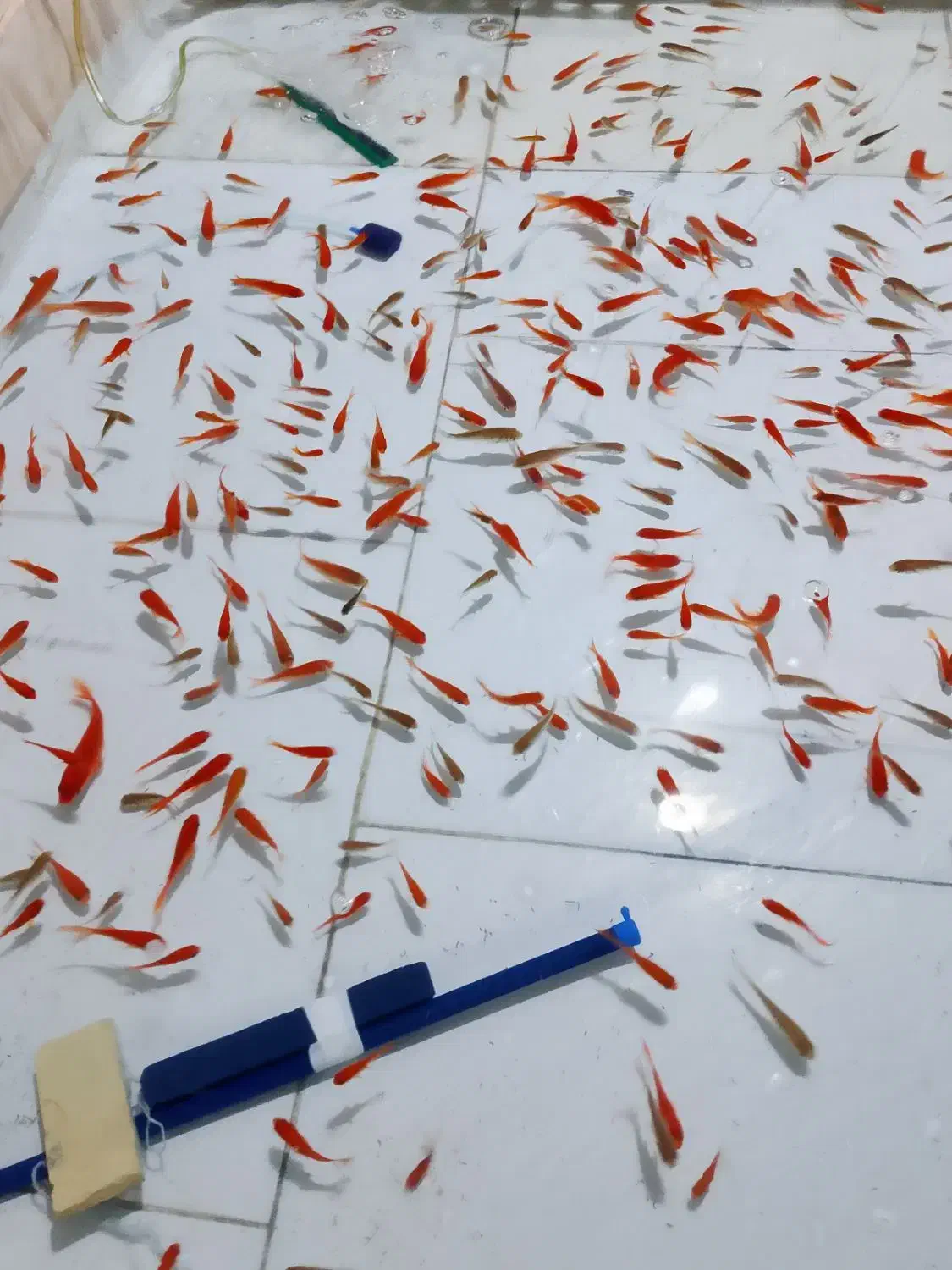 ماهی قرمز|ماهی|یزد, |دیوار