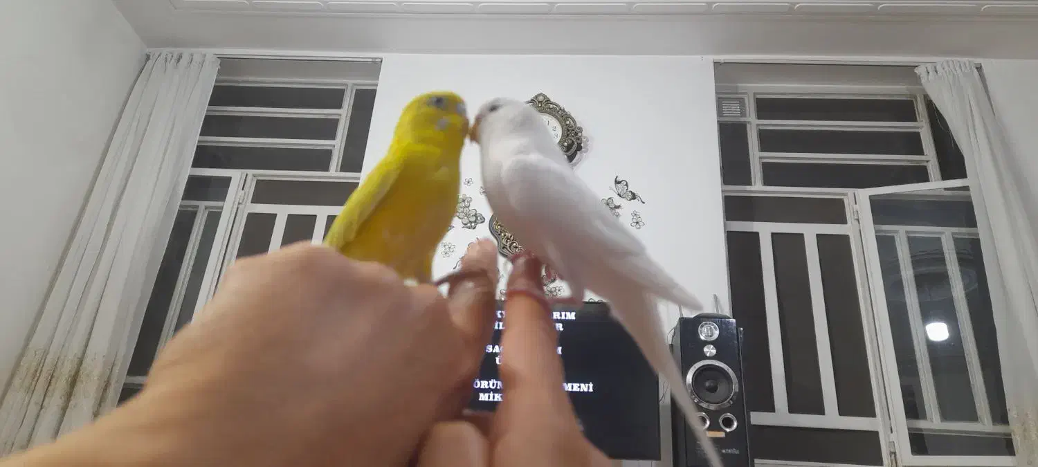 مرغ عشق فروشی|پرنده|آباده, |دیوار