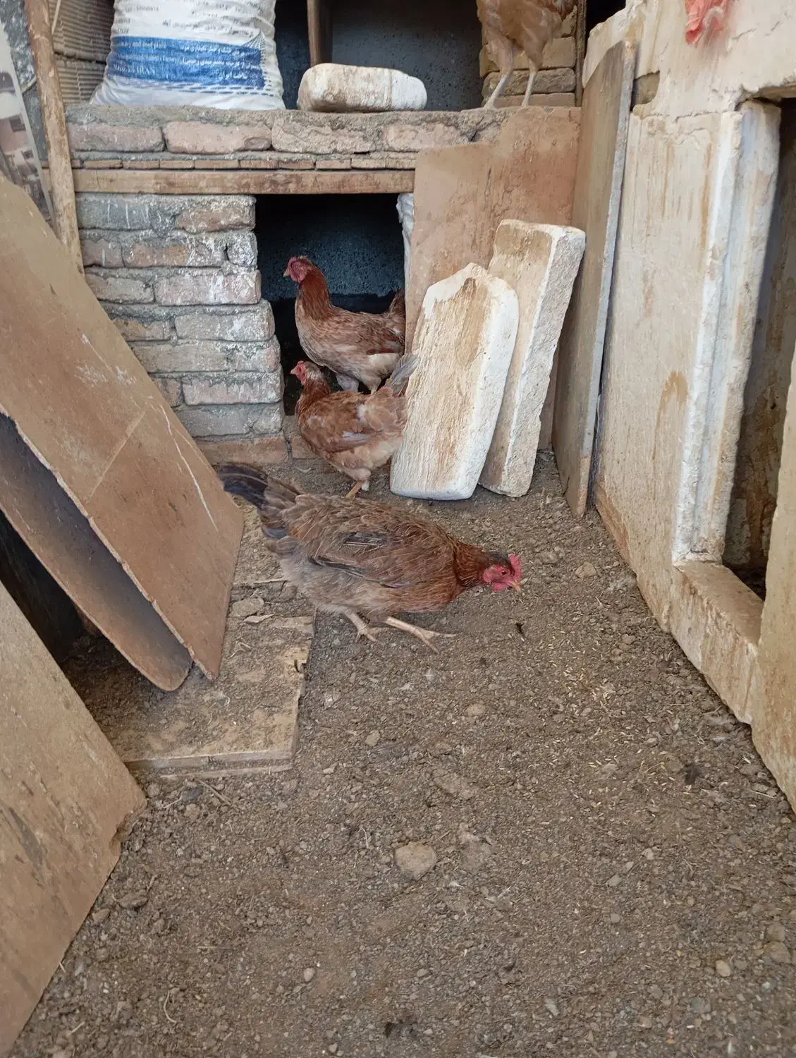 مرغ وخروس محلی وگلین|حیوانات مزرعه|سنندج, |دیوار