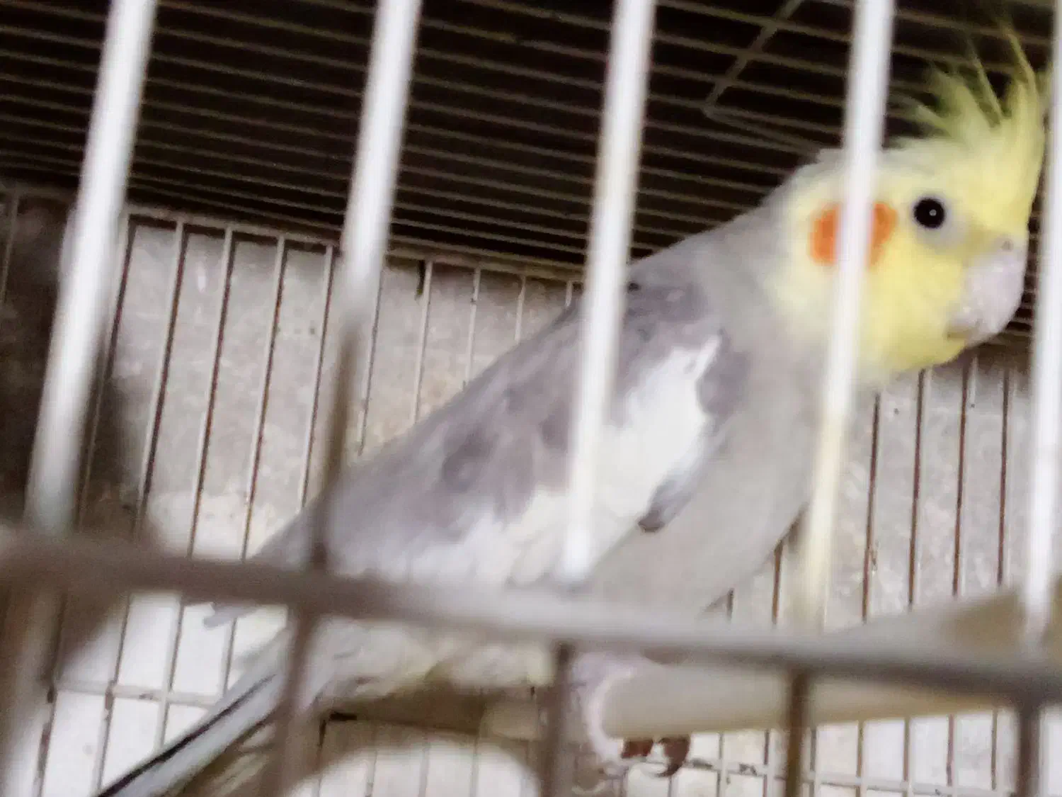 عروس هلندی نراهویی دستی|پرنده|تربتحیدریه, دیزقند|دیوار