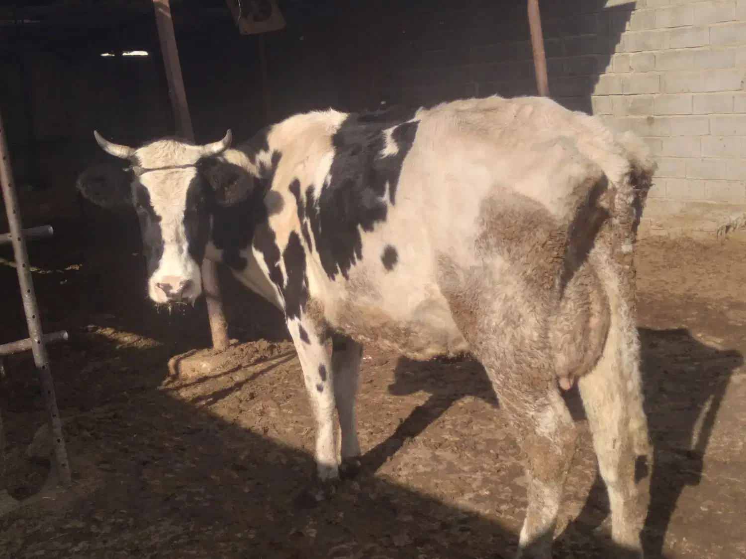 گاو|حیوانات مزرعه|شیراز, کوشک میدان|دیوار