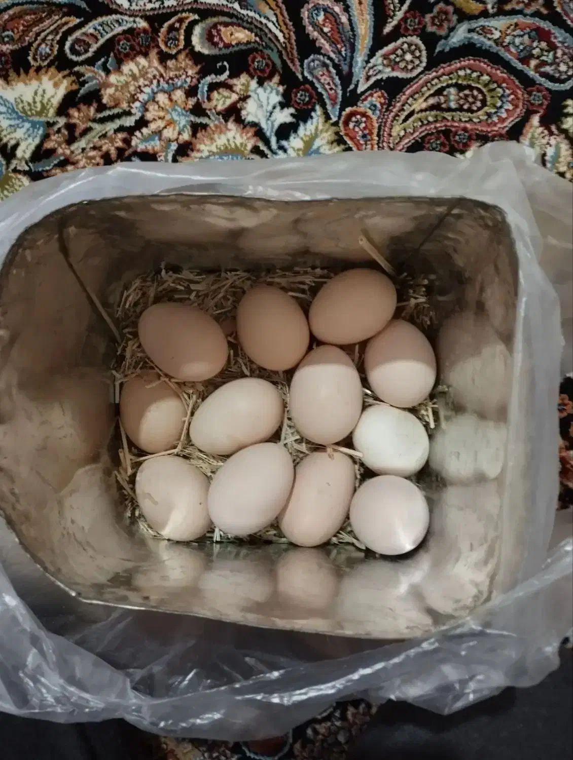 تخم مرغ نطفه دار|پرنده|کوهسار (البرز), |دیوار