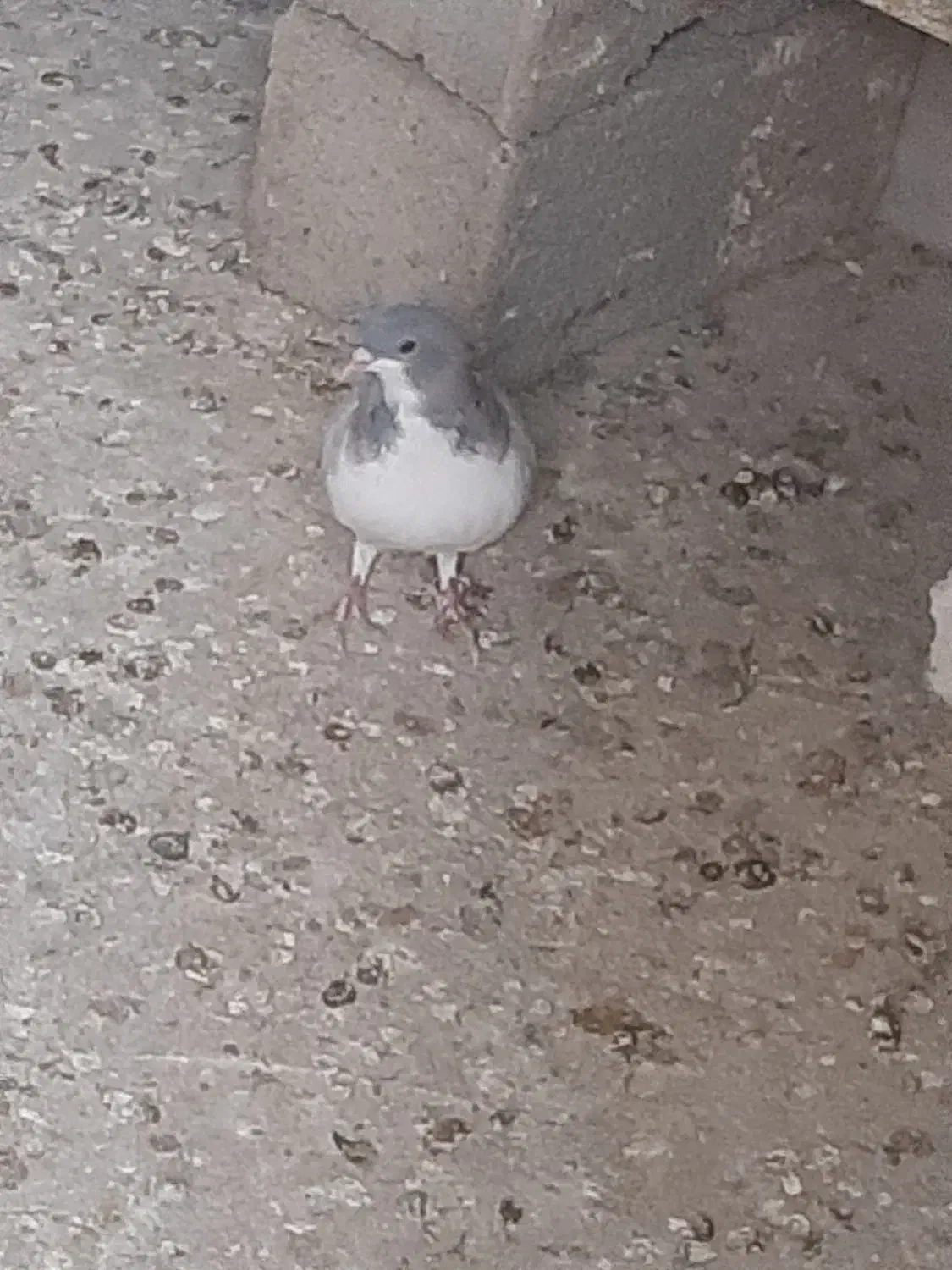 کبوتر بدرنگ|پرنده|قزوین, |دیوار