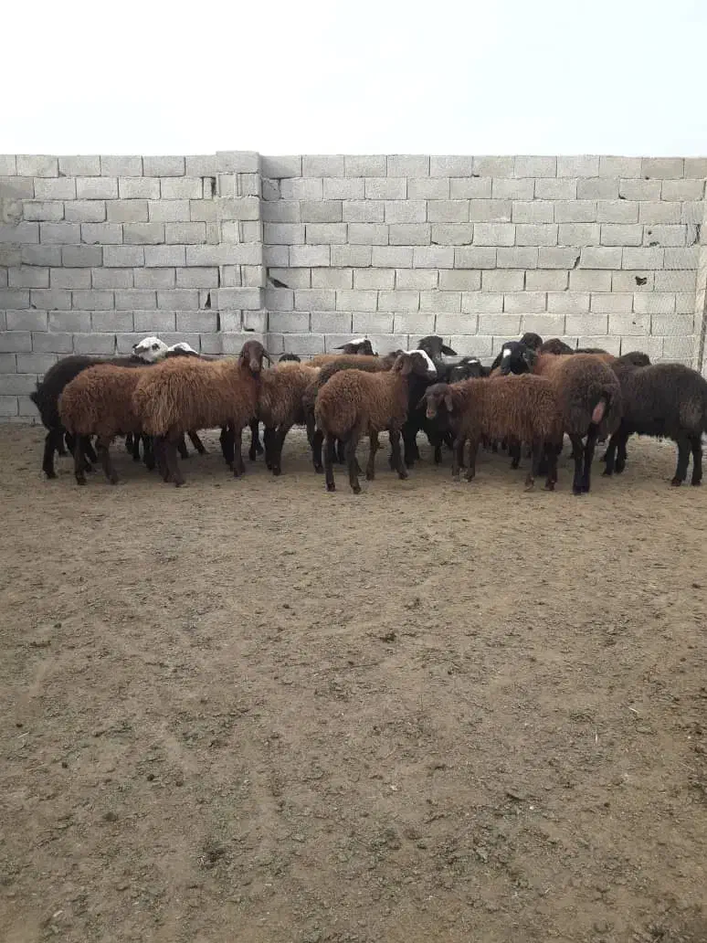 بره نر|حیوانات مزرعه|هشتگرد, تهران دشت|دیوار