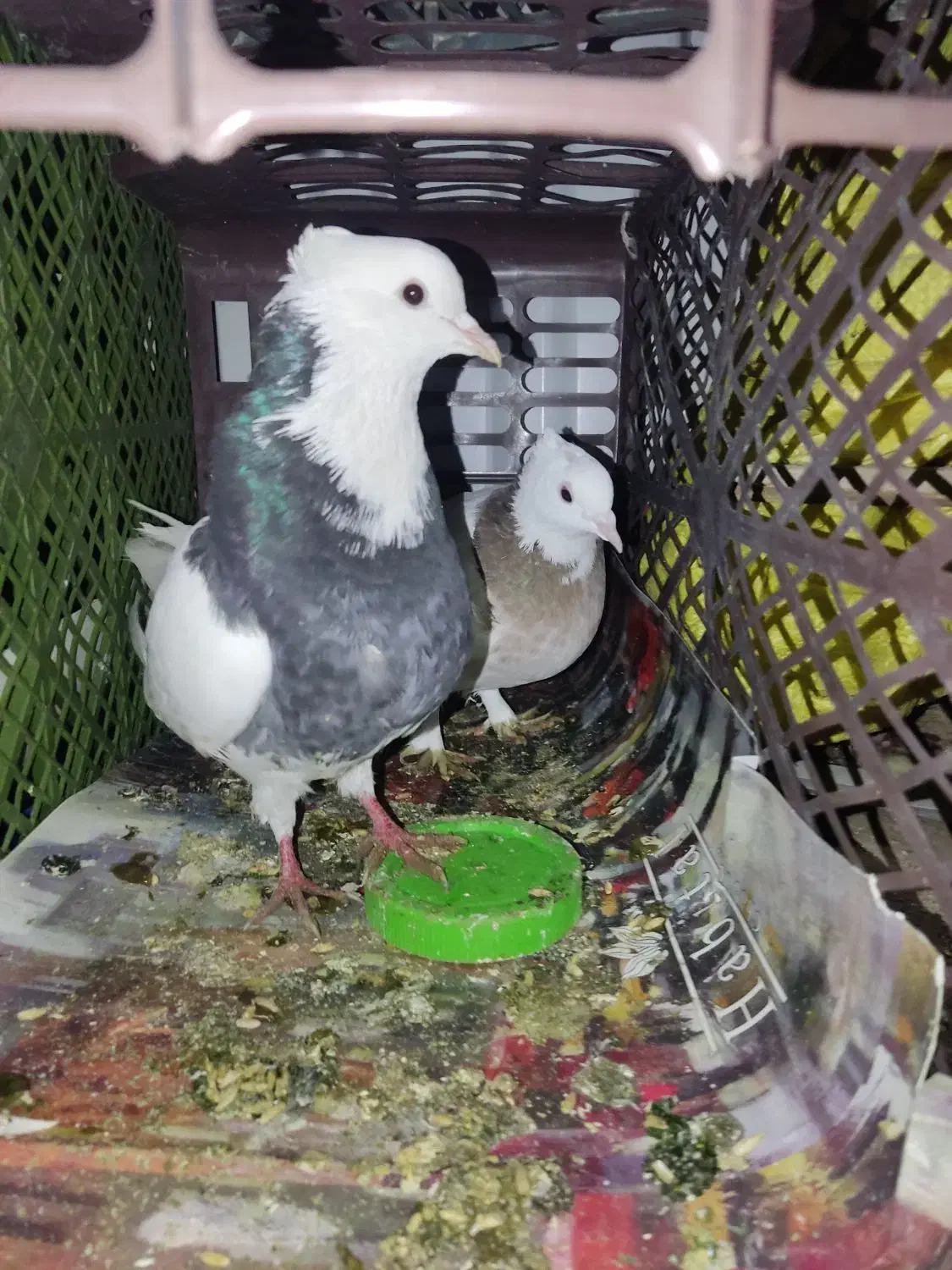 کبوتر طوقی|پرنده|فولادشهر, B2|دیوار