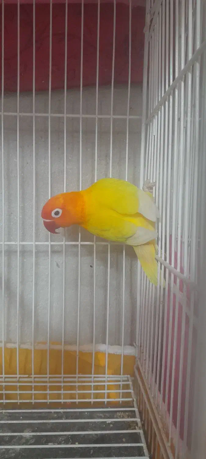 طوطی گرینچیک|پرنده|بجنورد, |دیوار