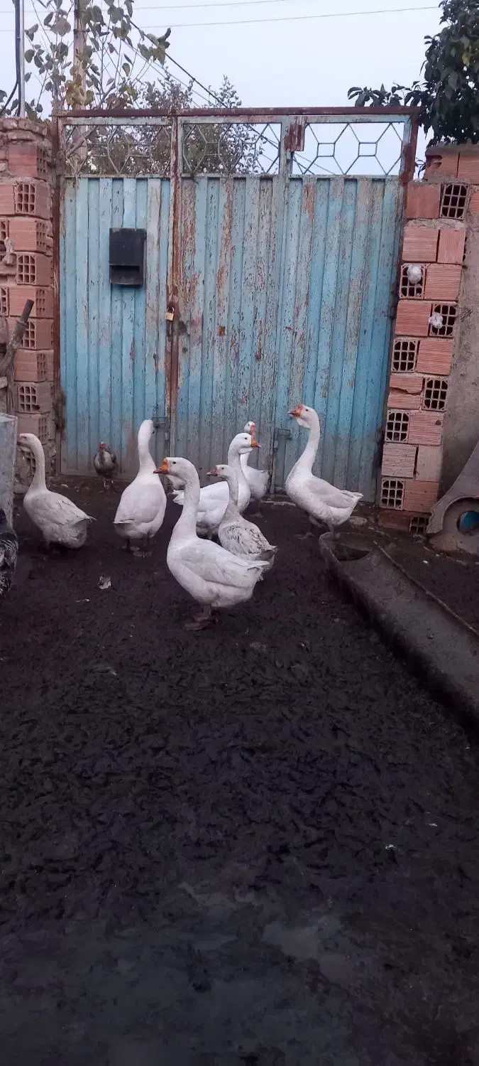 غاز|پرنده|کردکوی, |دیوار