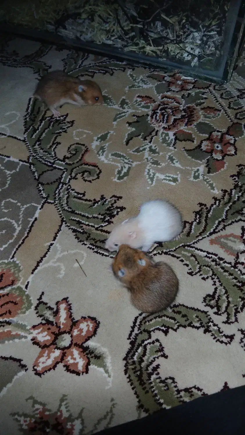 همستر|موش و خرگوش|آبگرم, |دیوار