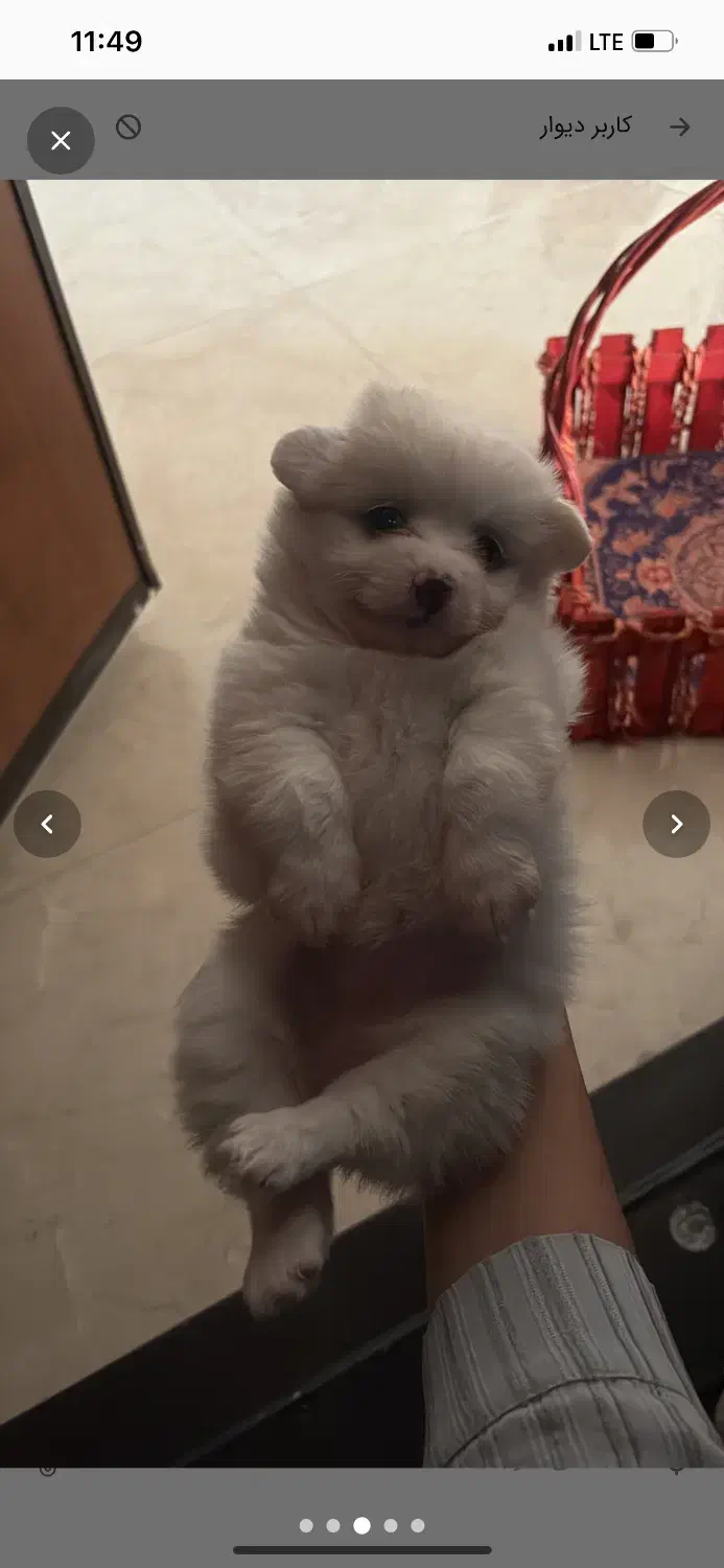 گمشده|حیوانات|قرچک, مهدیه|دیوار