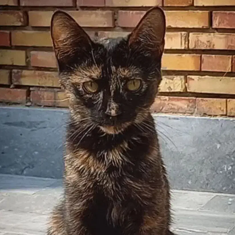 گربه گمشده ماده|حیوانات|تبریز, |دیوار