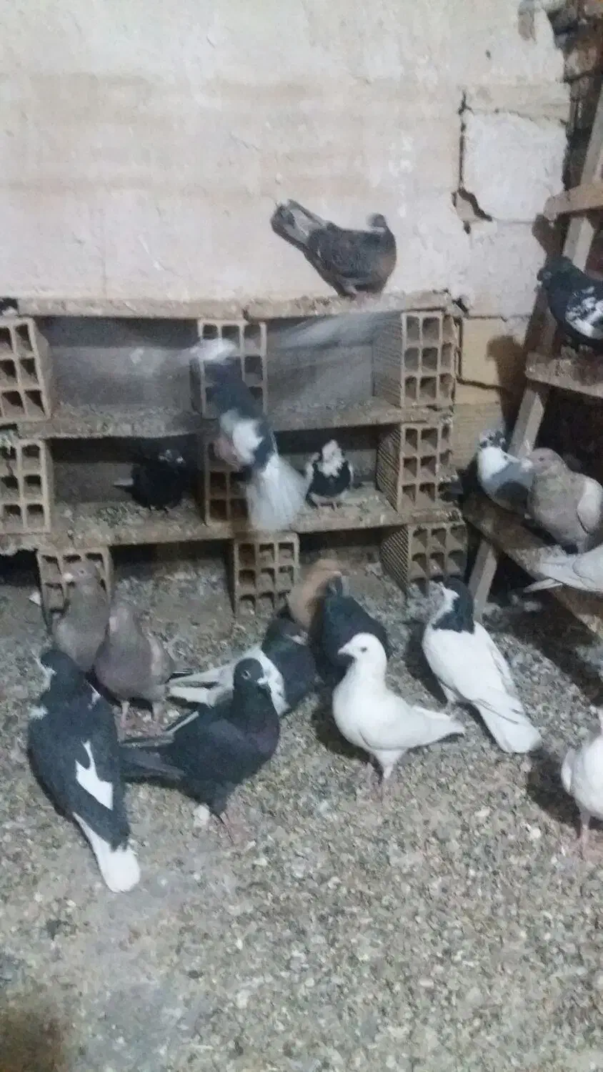 کبوتر ها تاکستان بوم ندارن|پرنده|تاکستان, |دیوار