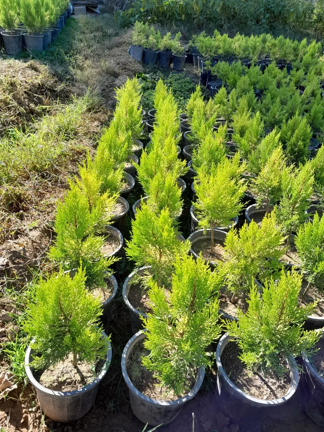 فروش عمده نهال کاج لاوسون|خدمات باغبانی و درختکاری|مرزنآباد, |دیوار